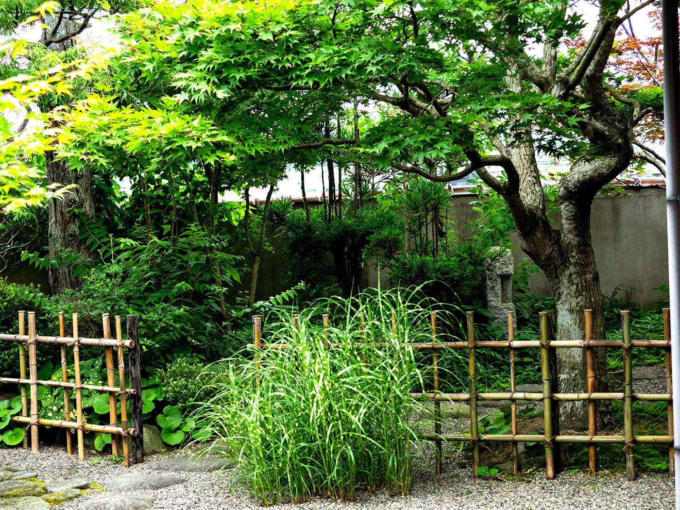 竹垣の奥、内露地には北山杉がみえ、奥には小宇宙が広がります。